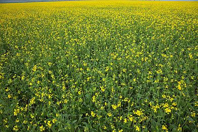 传育碧正在开发11款《刺客信条》游戏